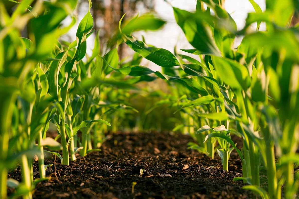 Sustainable Agriculture & Food Security Forum